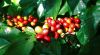 Green Arabica coffee beans