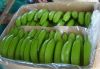 Fresh Bananas/Green Bananas/Cavendish Banans