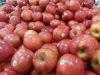 Fresh Golden Delicious, Fuji and Royal Gala Apples