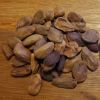 Akuamma Seeds (Picralima Nitida) Dried