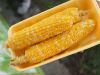 Yellow Corn Available