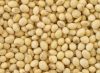 High Protein Soybean best prices