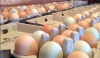 Chicken eggs and products for sale