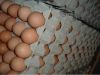 fresh table chicken eggs/ white and brown