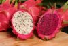 fresh dragon fruit wholesale manufacturers