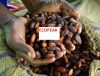 High Grade Cocoa Beans and Cocoa Nibs