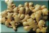 ginger extract powder