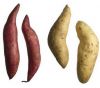 Fresh Sweet Potatoes For Sale And Export