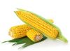Maize, Yellow corn