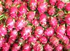 Sell Fresh Dragon Fruit