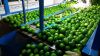 Sell Fresh Lime With Seed/ Seedless