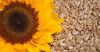 Sunflower Kernels