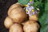 Potatos and more vegettable from Viet Nam