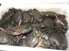 Live mud crabs from Tanzania
