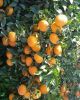 Fresh Spanish murcott mandarins- (From Egypt)