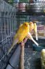 parrots , finches and canaries , Owls birds, rares birds , Hybrid birds and others live birds