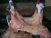 Salted Cow hides, Donkey skin, 