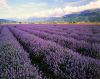 Bulgarian Lavender Oil Bulk Quantities