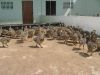 Ostrich Chicks & Hatching Eggs