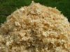 Soft Wood shavings for animal bedding