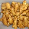 Fresh Ginger For Sale