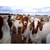 Live Boer Goats best price