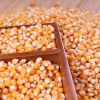 Yellow corn for animal feed grade