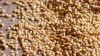 Malted Barley for sale, Feed Barley grain, Barley Malt grain