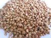 High Quality Buckwheat