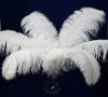 Quality Ostrich/Duck Feathers