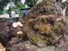 Big Leaf Maple burl logs