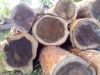 Sale Rosewood Logs