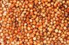 SORGHUM