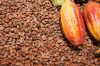 Grade A High Quality Raw Cocoa Beans