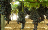 Table Grapes by Les Fruits De Carthage