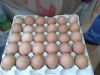 Farm Fresh Chicken Eggs