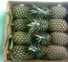 Fresh Pineapple with best price