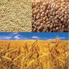 Good Quality Cereal Grain / Wheat / Millet / Flour/ Barley