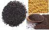 Black, Yellow and Brown Mustard Seeds