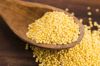 Yellow millet for animal food feed