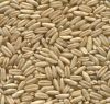 Raw Oats Seeds / Oat groats/Oat Grains / Oat kernels/Oat flakes