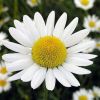 Chamomile Flowers