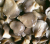 Sell pleurotus ostreatus mushroom