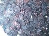 Dried blueberry