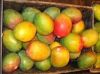 Cheap Fresh mangoes