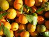 Cheap Fresh Citrus Fruits