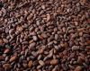 Cheap cacao beans available for sale