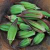 Cheap red and green okra seeds for sowing Available For Sale