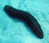 SEA CUCUMBER