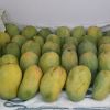 FRESH MANGO